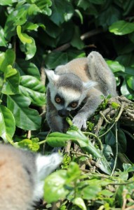 Sleep Mysteries May Solved By Studying Lemurs