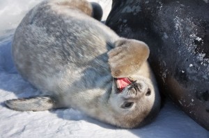 Seals: How They Sleep With Half Of Their Brain
